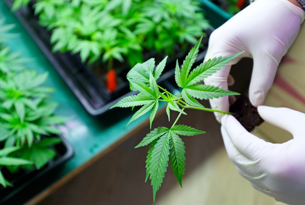 Herbalist holding a marijuana plant