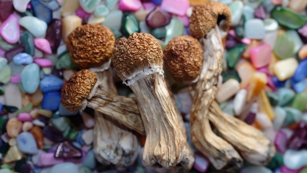 Psychedelic psilocybin mushrooms on white background