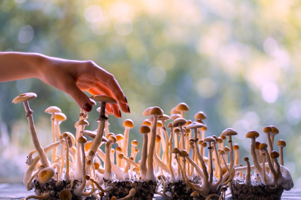 person hand harvesting psychedelic psilocybin mushrooms