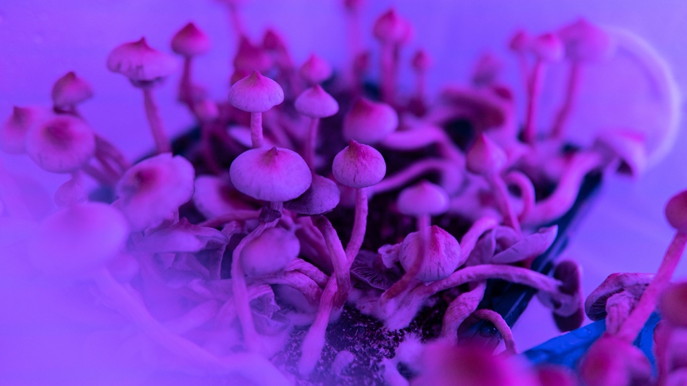 psilocybin mushrooms on the human psyche